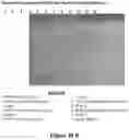 Fig. 42 - METHOD OF PRODUCING COLLAGENASE
