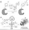 Fig. 01 - Genetically Encoded Tyrosine Sulfation of Proteins in Eukaryotes