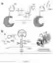 Fig. 02 - Genetically Encoded Tyrosine Sulfation of Proteins in Eukaryotes