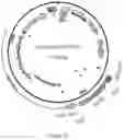 Fig. 12 - Genetically Encoded Tyrosine Sulfation of Proteins in Eukaryotes
