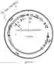 Fig. 18 - Genetically Encoded Tyrosine Sulfation of Proteins in Eukaryotes