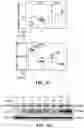 Fig. 09 - CHEMICALLY PROGRAMMED NEUTROPHILS AND USES THEREOF