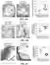 Fig. 12 - CHEMICALLY PROGRAMMED NEUTROPHILS AND USES THEREOF
