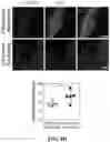 Fig. 13 - CHEMICALLY PROGRAMMED NEUTROPHILS AND USES THEREOF