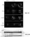 Fig. 16 - CHEMICALLY PROGRAMMED NEUTROPHILS AND USES THEREOF