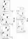 Fig. 19 - CHEMICALLY PROGRAMMED NEUTROPHILS AND USES THEREOF