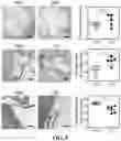 Fig. 23 - CHEMICALLY PROGRAMMED NEUTROPHILS AND USES THEREOF