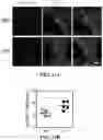 Fig. 28 - CHEMICALLY PROGRAMMED NEUTROPHILS AND USES THEREOF