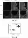 Fig. 29 - CHEMICALLY PROGRAMMED NEUTROPHILS AND USES THEREOF