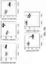 Fig. 31 - CHEMICALLY PROGRAMMED NEUTROPHILS AND USES THEREOF