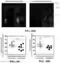 Fig. 41 - CHEMICALLY PROGRAMMED NEUTROPHILS AND USES THEREOF