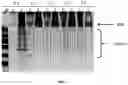 Fig. 02 - METHOD OF RNA IN VITRO TRANSCRIPTION USING A BUFFER CONTAINING A DICARBOXYLIC ACID OR TRICARBOXYLIC ACID OR A SALT THEREOF