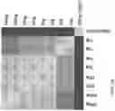 Fig. 03 - METHODS OF CAPTURING CELL-FREE METHYLATED DNA AND USES OF SAME