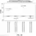 Fig. 21 - METHODS OF CAPTURING CELL-FREE METHYLATED DNA AND USES OF SAME