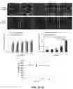 Fig. 03 - METHODS OF NON-DESTRUCTIVE NANOSTRAW INTRACELLULAR SAMPLING FOR LONGITUDINAL CELL MONITORING