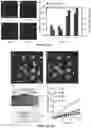 Fig. 04 - METHODS OF NON-DESTRUCTIVE NANOSTRAW INTRACELLULAR SAMPLING FOR LONGITUDINAL CELL MONITORING
