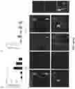 Fig. 05 - METHODS OF NON-DESTRUCTIVE NANOSTRAW INTRACELLULAR SAMPLING FOR LONGITUDINAL CELL MONITORING