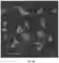 Fig. 10 - METHODS OF NON-DESTRUCTIVE NANOSTRAW INTRACELLULAR SAMPLING FOR LONGITUDINAL CELL MONITORING