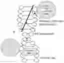 Fig. 02 - COMPOSITIONS AND METHODS FOR NUCLEIC ACID CAPTURE BY CHEMICAL BAIT