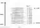 Fig. 16 - POLYPEPTIDE DISPLAY LIBRARIES AND METHODS OF MAKING AND USING THEREOF