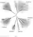 Fig. 03 - TYPE VI-E AND TYPE VI-F CRISPR-CAS SYSTEM AND USES THEREOF