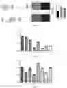 Fig. 06 - TYPE VI-E AND TYPE VI-F CRISPR-CAS SYSTEM AND USES THEREOF