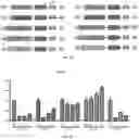 Fig. 10 - TYPE VI-E AND TYPE VI-F CRISPR-CAS SYSTEM AND USES THEREOF