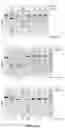 Fig. 04 - CRISPR-cas9 SYSTEM AND USES THEREOF