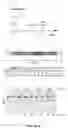 Fig. 06 - CRISPR-cas9 SYSTEM AND USES THEREOF