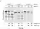 Fig. 12 - CRISPR-cas9 SYSTEM AND USES THEREOF