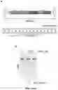 Fig. 13 - CRISPR-cas9 SYSTEM AND USES THEREOF