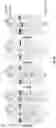 Fig. 17 - CRISPR-cas9 SYSTEM AND USES THEREOF