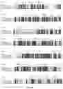 Fig. 19 - CRISPR-cas9 SYSTEM AND USES THEREOF