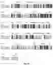 Fig. 20 - CRISPR-cas9 SYSTEM AND USES THEREOF