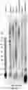 Fig. 18 - Polycomb-associated Non-Coding RNAs