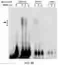 Fig. 22 - Polycomb-associated Non-Coding RNAs