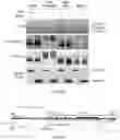 Fig. 23 - Polycomb-associated Non-Coding RNAs