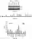 Fig. 46 - Polycomb-associated Non-Coding RNAs