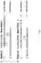 Fig. 05 - FORMULATION