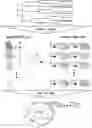 Fig. 01 - SCALABLE PEPTIDE-GPCR INTERCELLULAR SIGNALING SYSTEMS