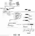 Fig. 03 - SCALABLE PEPTIDE-GPCR INTERCELLULAR SIGNALING SYSTEMS