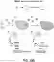 Fig. 29 - SCALABLE PEPTIDE-GPCR INTERCELLULAR SIGNALING SYSTEMS
