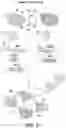 Fig. 38 - SCALABLE PEPTIDE-GPCR INTERCELLULAR SIGNALING SYSTEMS