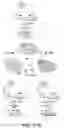 Fig. 45 - SCALABLE PEPTIDE-GPCR INTERCELLULAR SIGNALING SYSTEMS