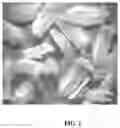 Fig. 02 - Preparation and use of plant embryo explants for transformation