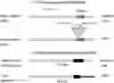Fig. 01 - GENOME EDITING TO INCREASE SEED PROTEIN CONTENT