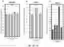 Fig. 21 - TRANSGENIC PLANTS AND METHOD OF FACILITATING TRANSFORMATION THEREOF