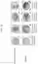 Fig. 13 - Regulatory sequences for modulating transgene expression in plants