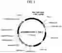 Fig. 05 - Rice gene, and encoding protein and use thereof