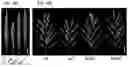 Fig. 06 - Rice gene, and encoding protein and use thereof